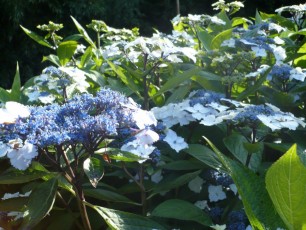 Hortensia fleur plate bleu