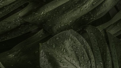 image-from-rawpixel-id-3862472-jpeg-1