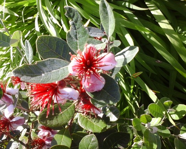 Fleur de Feijoa Goyavier du Brésil