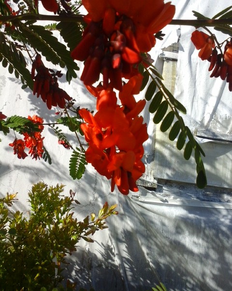 Sesbania Punicea Flamboyant de Hyères Sesbania Punicea Flamboyant de Hyères