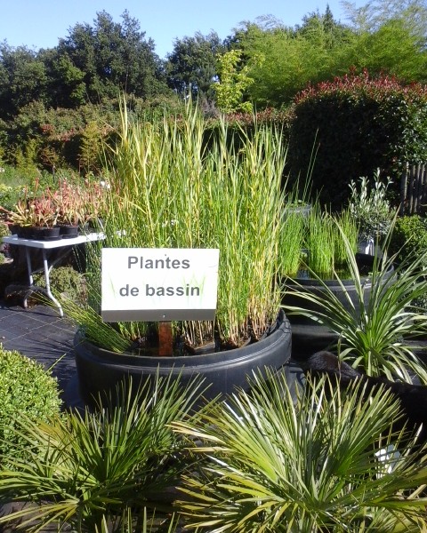 Plantes d&rsquo;eau