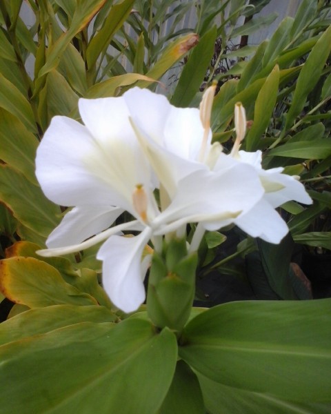 hédychium coronarium