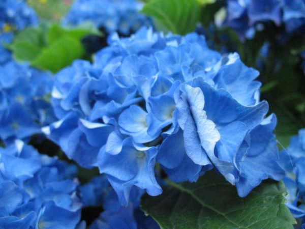 hydrangea Adria