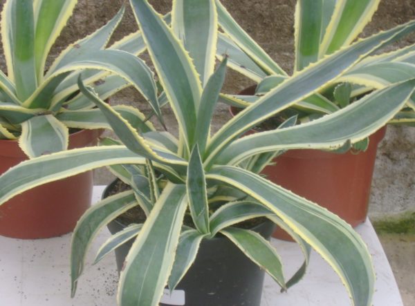 AGAVE Americana Variegata