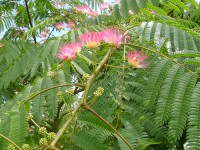 ALBIZIA