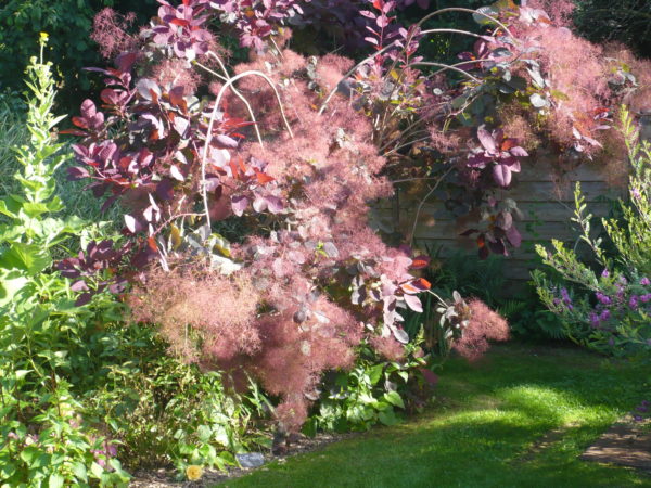 Cotinus Grace