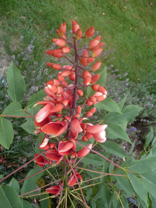 Erythrina Crista Galli ou Crête de Coq ou Arbra à Corail