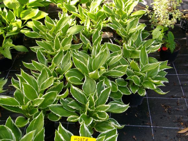 hosta panachée