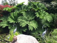 Gunnera Manicata