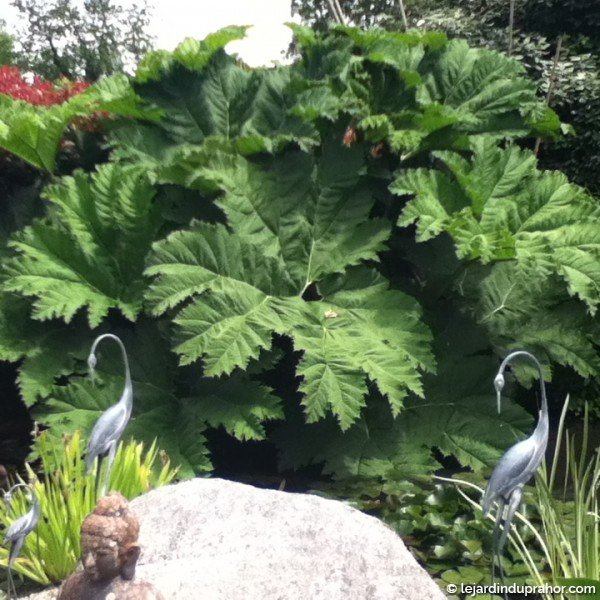 Gunnera Manicata