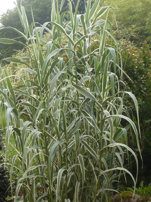 arundo donax variegata