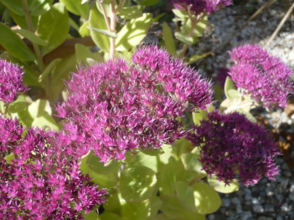 Sedum Spectabilis Brilliant