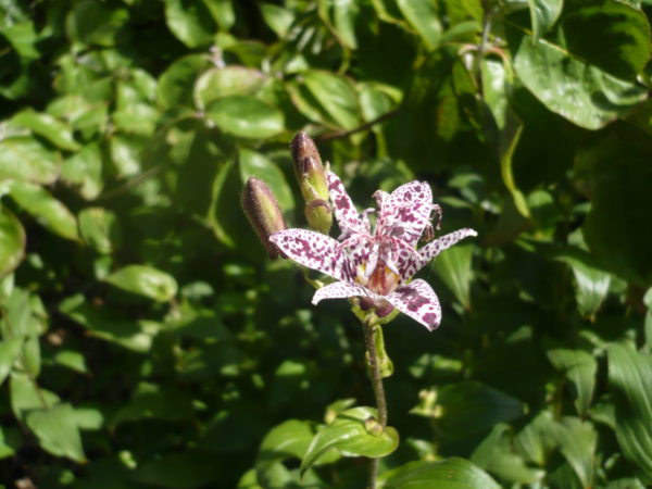 Tricyrtis  » Hirta « 