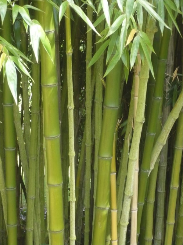 phyllostachis prominens