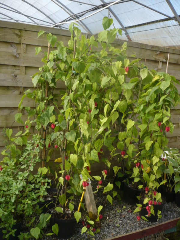 Abutilon Megapotanicum