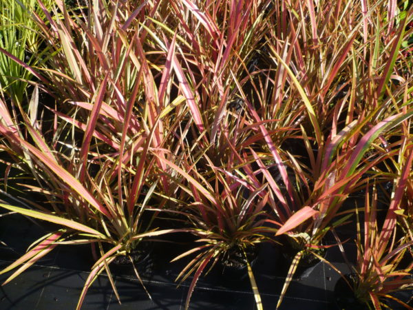 Phormium Jester ou Lin de Nouvelle Zélande