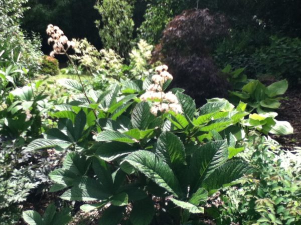 Rodgersia Pinnata