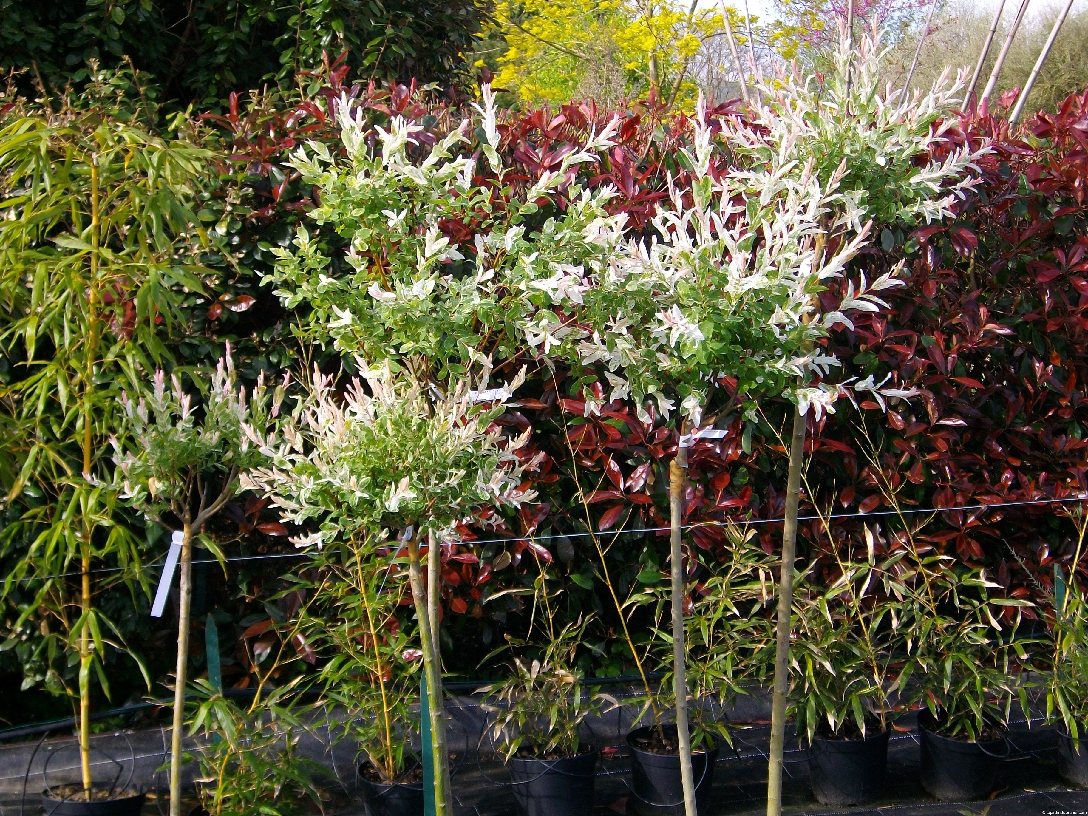 Salix integra "Hakuro Nishiki" sur tige - Le Jardin du Prahor