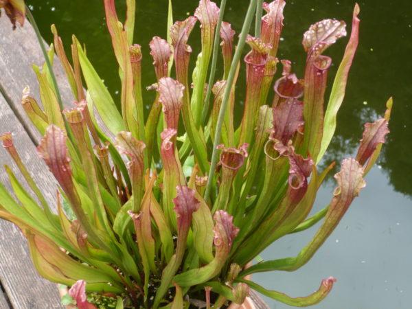 Sarracenia leucophyllax stevensii