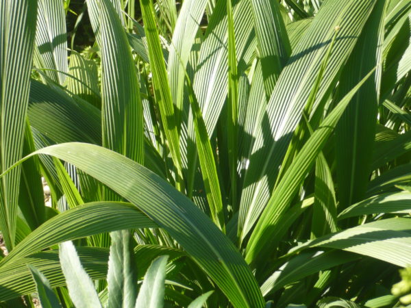 Setaria Palmifolia