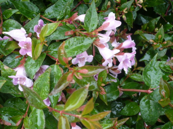 abelia.edouard gouchet