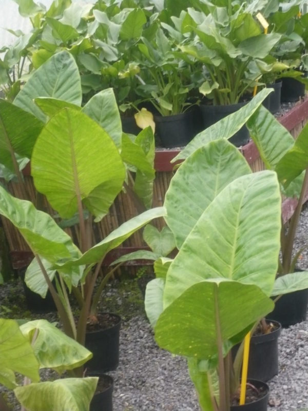 alocasia gigantea