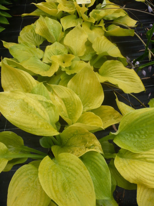 hosta.sum & substance