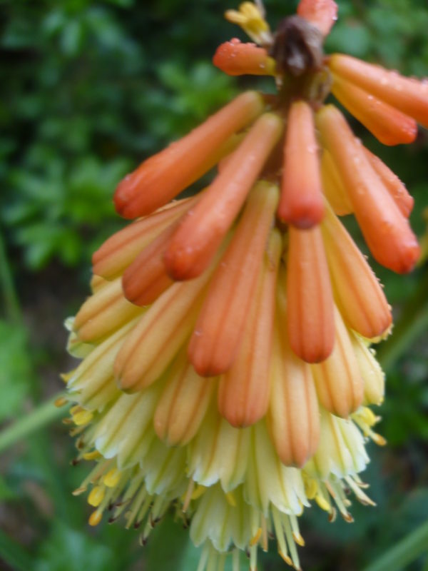 kniphofia uvaria