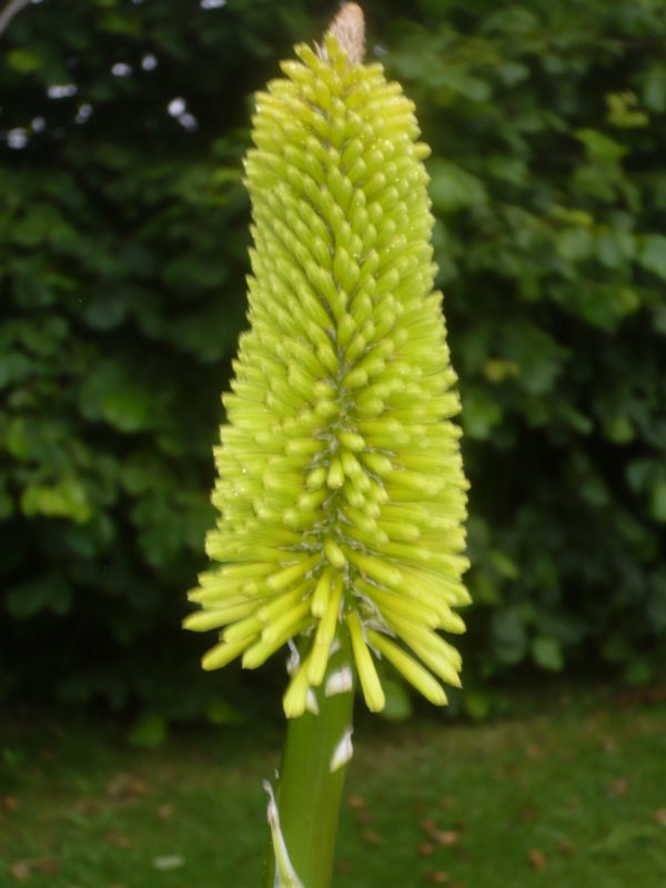 kniphophia luna