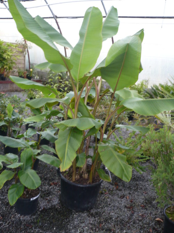 musa velutina