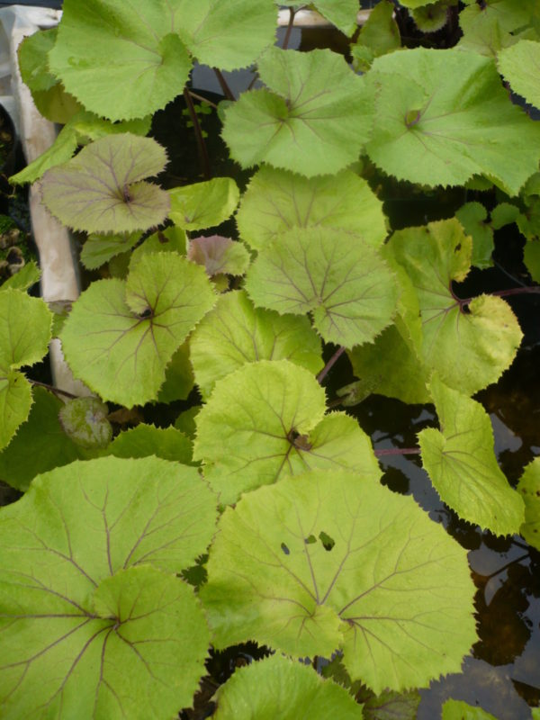 petasite japonicus giganteus