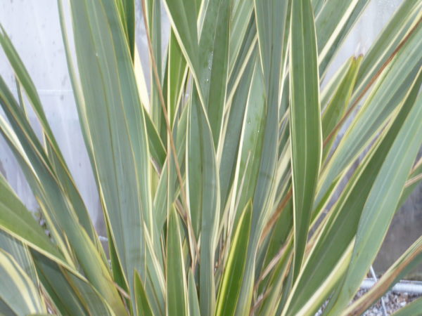 phormium tenax variegatum