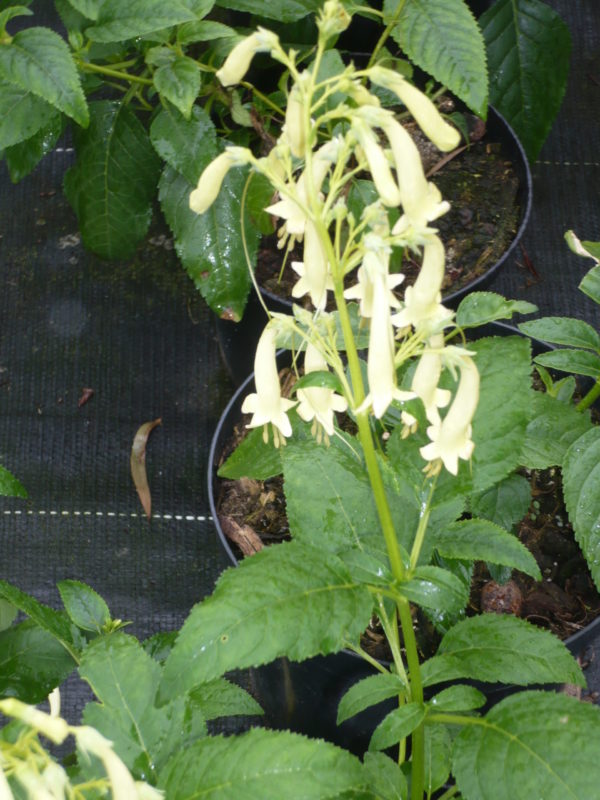 phygelius aequalis yellow trumpet (fuchsia du cap)