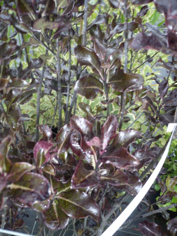 pittosporum Tenuifolium Purpureum