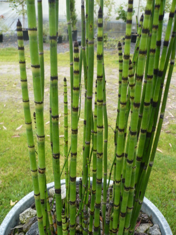 Equisetum hyemale