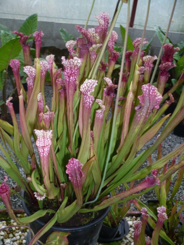 sarracenia hybrid