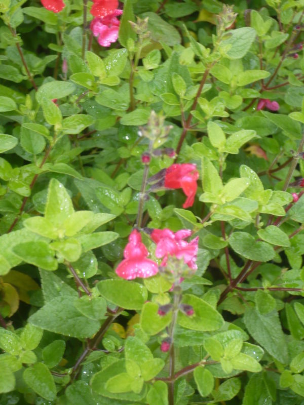 Sauge Microphylla Grahamii