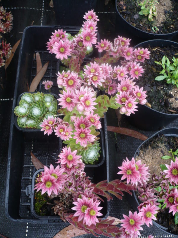 Sempervivum Arachnoideum ou Joubarde