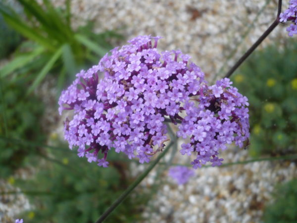 Verveine De Buenos Aires