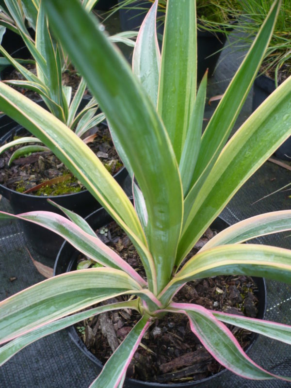 yucca gloriosa variegata