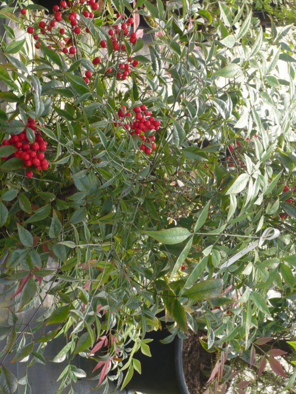 Nandina Domestica