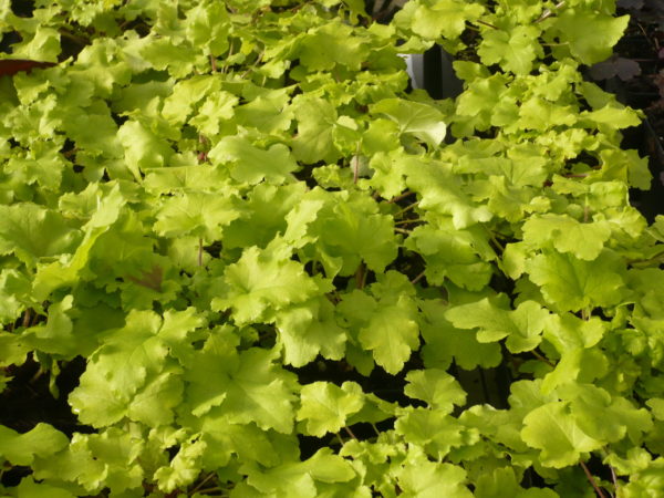 Heuchera  » Citronelle « 