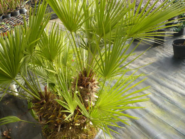 chamaerops humilis