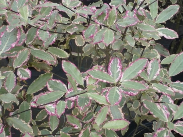 Pittosporum Tenuifolium