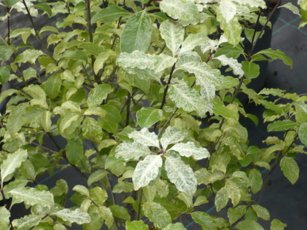 Pittosporum Tennuifolum Variegatum