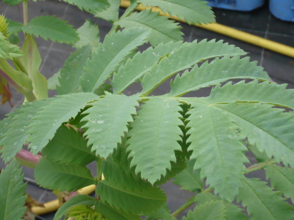 Melianthus Major