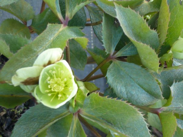 Hellebore argustifolius