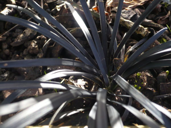 Ophiopogon Planiscapus Niger