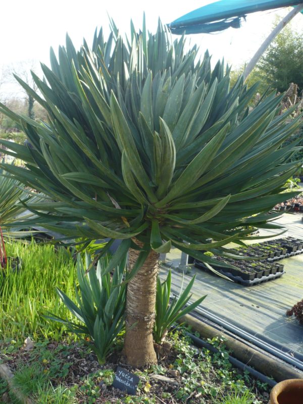 Yucca Treculeana