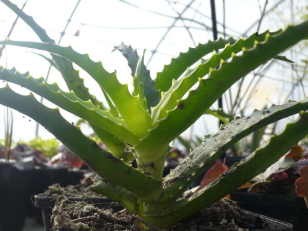 Aloe Arborescens